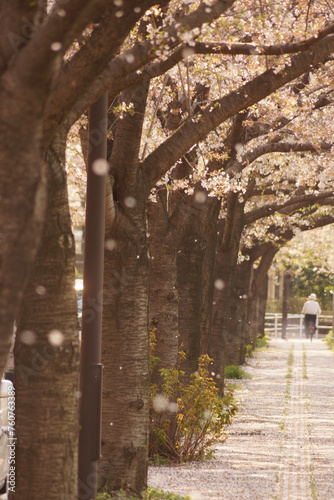 春の桜並木道