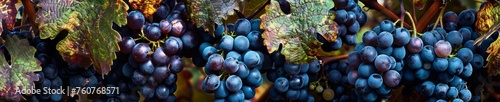 Close-up of ripe blue grape clusters in a vineyard. Detailed macro shot for viticulture and enology concepts photo