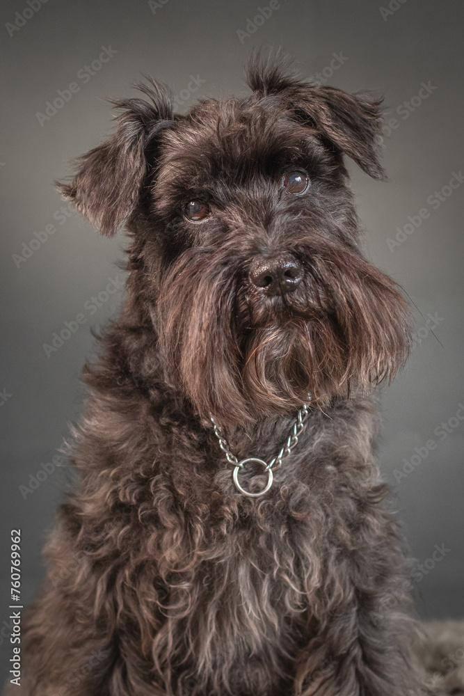 Miniature Schnauzer Miniature Schnauzer