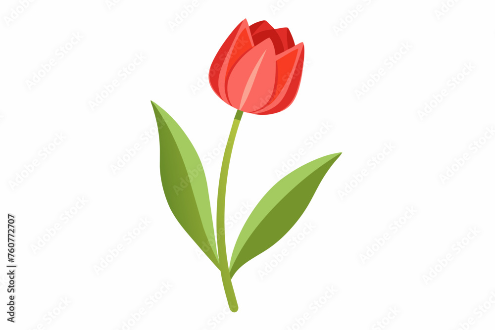 Tulip flower with stem and dark green leaves, vector illustration
