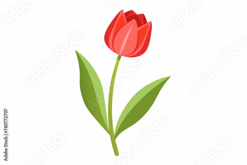 Tulip flower with stem and dark green leaves, vector illustration