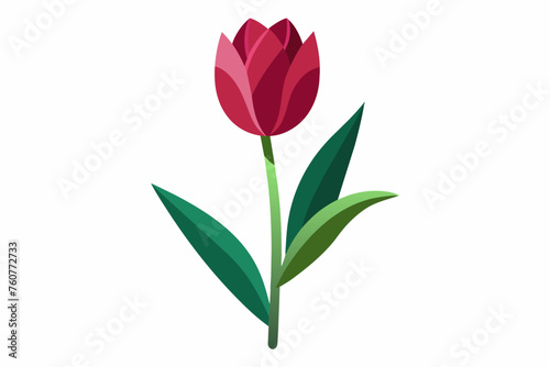 Tulip flower with stem and dark green leaves  vector illustration