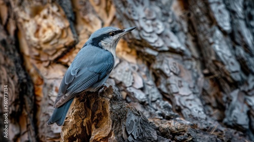 Nuthatch in nature. Eurasian Nuthatch, Sitta europaea. Beautiful blue-gray singing bird sitting on a tree trunk. Birds in the wild 