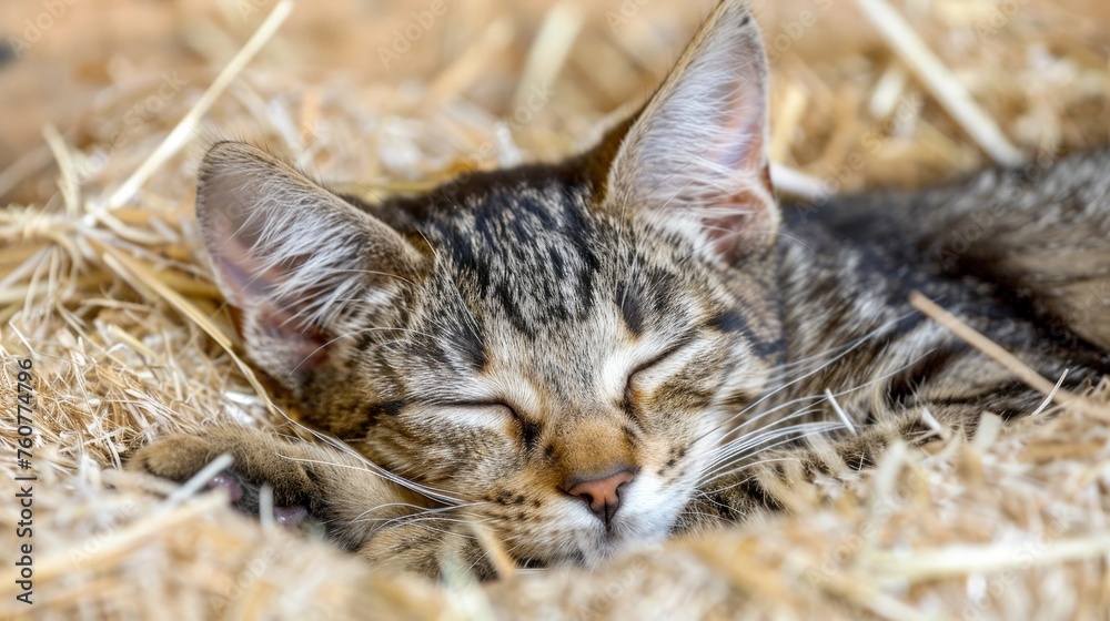 Adorable cat peacefully napping in a cozy barn loft, enjoying the charming rustic surroundings Adorable cat peacefully napping in a cozy barn loft, enjoying the charming rustic surroundings