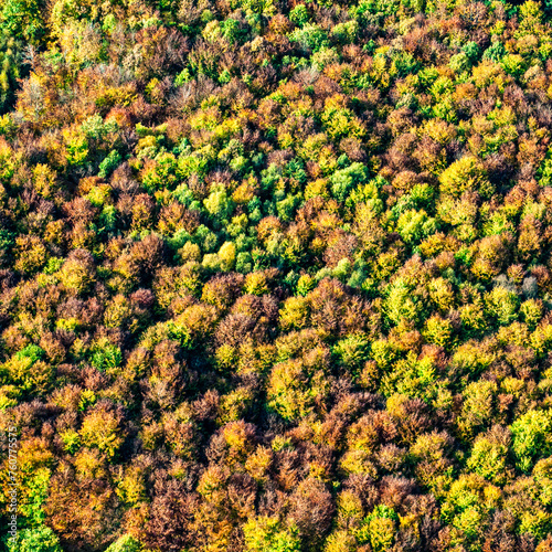 vue aérienne de forêt à l'automne en France
