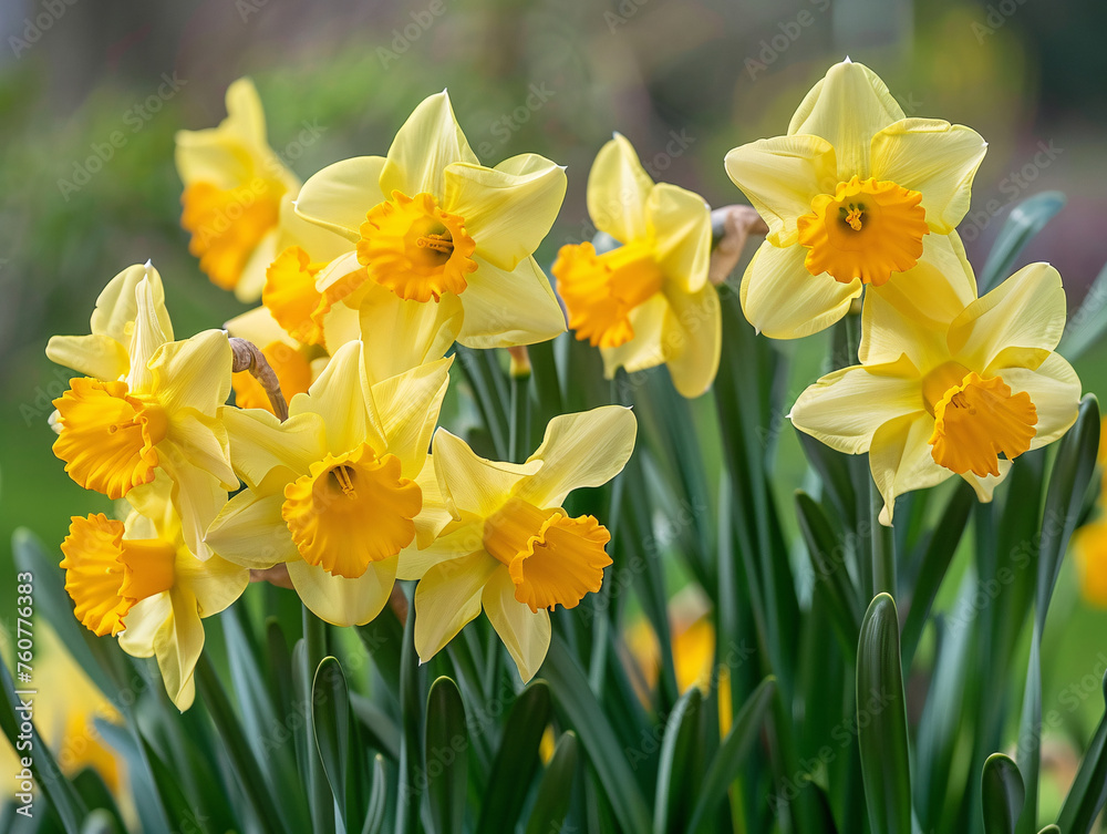 A cluster of Narcissus in bloom, their radiant faces heralding rebirth and new beginnings with their distinct fragrance