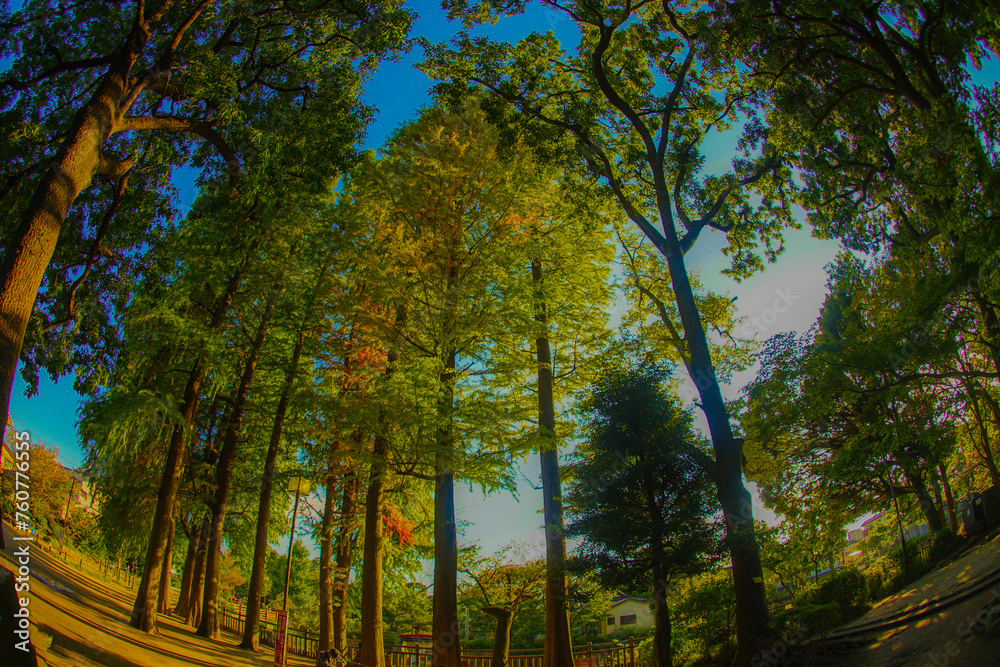 Obraz premium 遊歩道と木々の風景