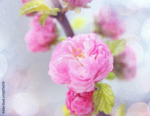 Japanese cherry branch with flowers © Biljana Nik