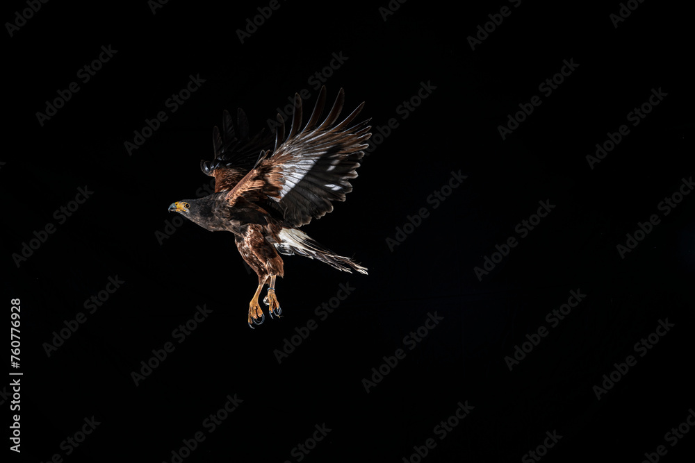 Naklejka premium fotografia de una lechuza volando