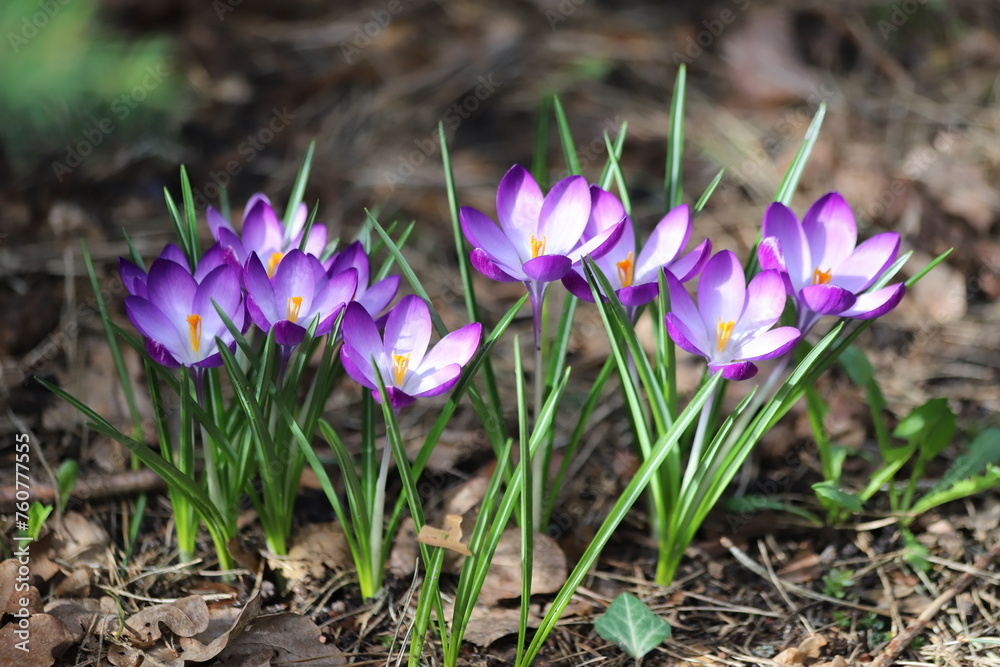 Wild purple crocuses blooming in the forest. Crocus vernus. Wild purple crocuses blooming in the forest. Crocus vernus.