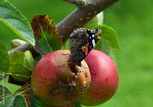 Red Admiral Butterfly on rotting apples
