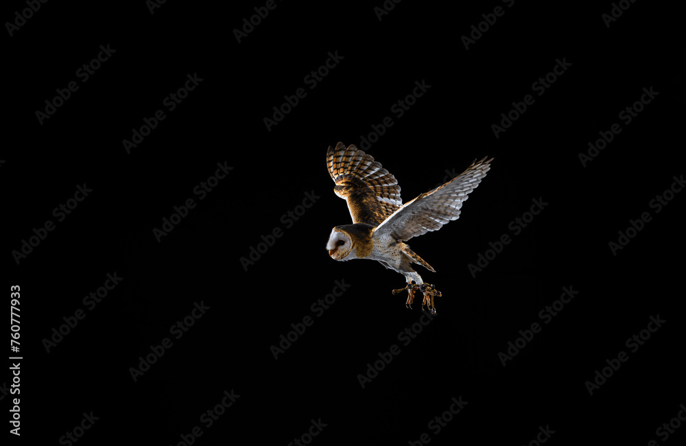 Fototapeta premium imagen de una lechuza volando con el fondo negro