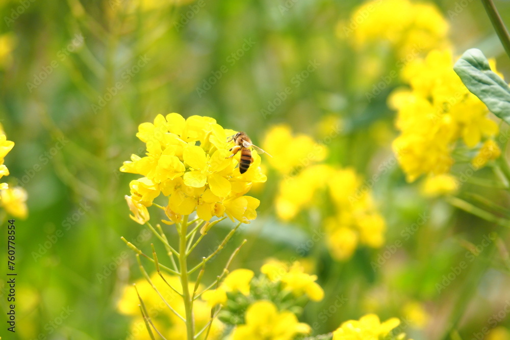 日本の春に咲く花で野原に咲く菜の花とミツバチ 日本の春に咲く花で野原に咲く菜の花とミツバチ