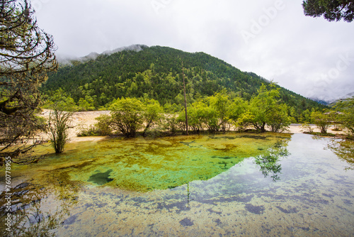 Huanglong colorful pond and spruce trees in Sichuan  China