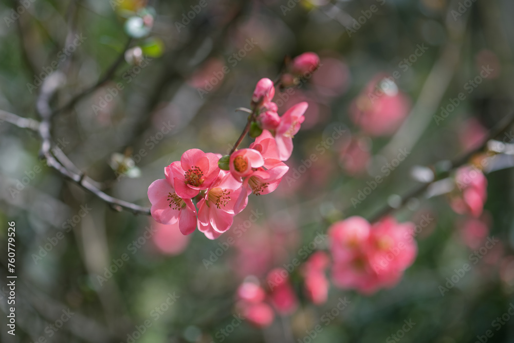 Pink flowers of Japanese quince in the spring. Blur effect with shallow depth of field Pink flowers of Japanese quince in the spring. Blur effect with shallow depth of field