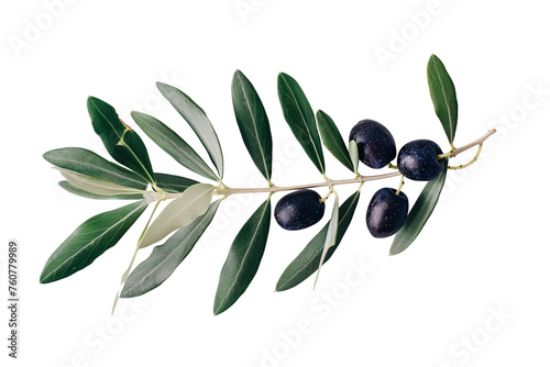 An olive branch with leaves and a few small black olives isolated on white background photo