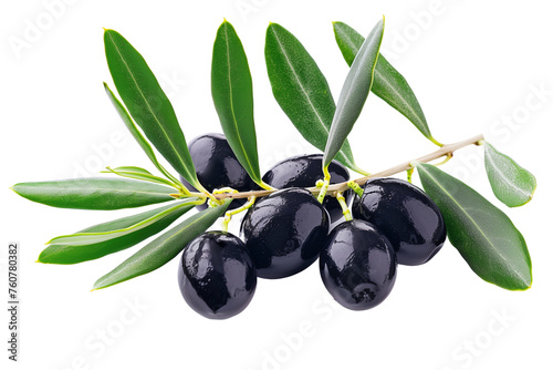 An olive branch with leaves and a few shiny black olives isolated on white background