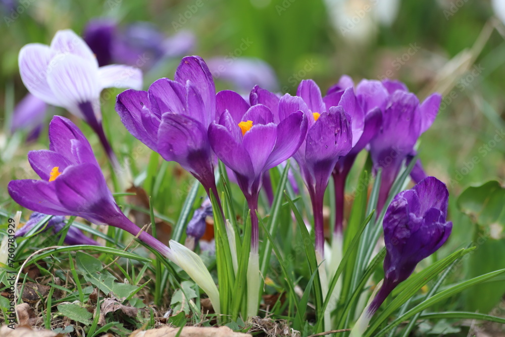 Spring flowers, Violet Giant Dutch, Crocus vernus. Spring flowers, Violet Giant Dutch, Crocus vernus.