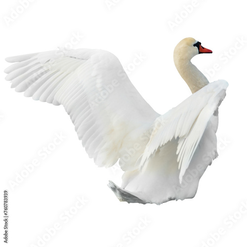 White swan in PNG isolated on transparent background