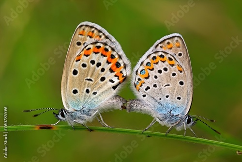 Pair of Closeup beautiful Lovely mating Common Blue Butterflys  sitting on green plant, flower © Ivan