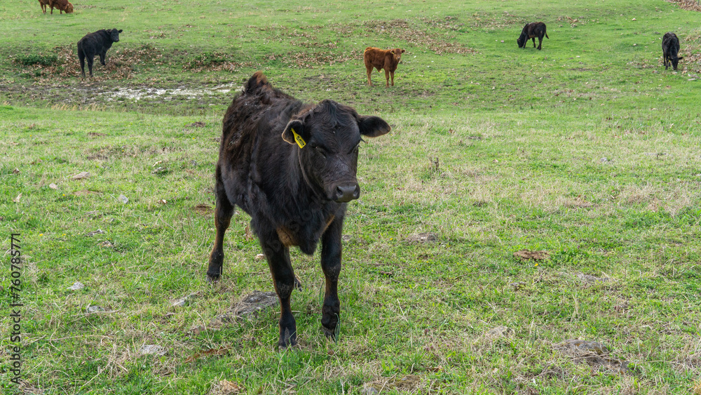 cow running through field happy cow running through field happy
