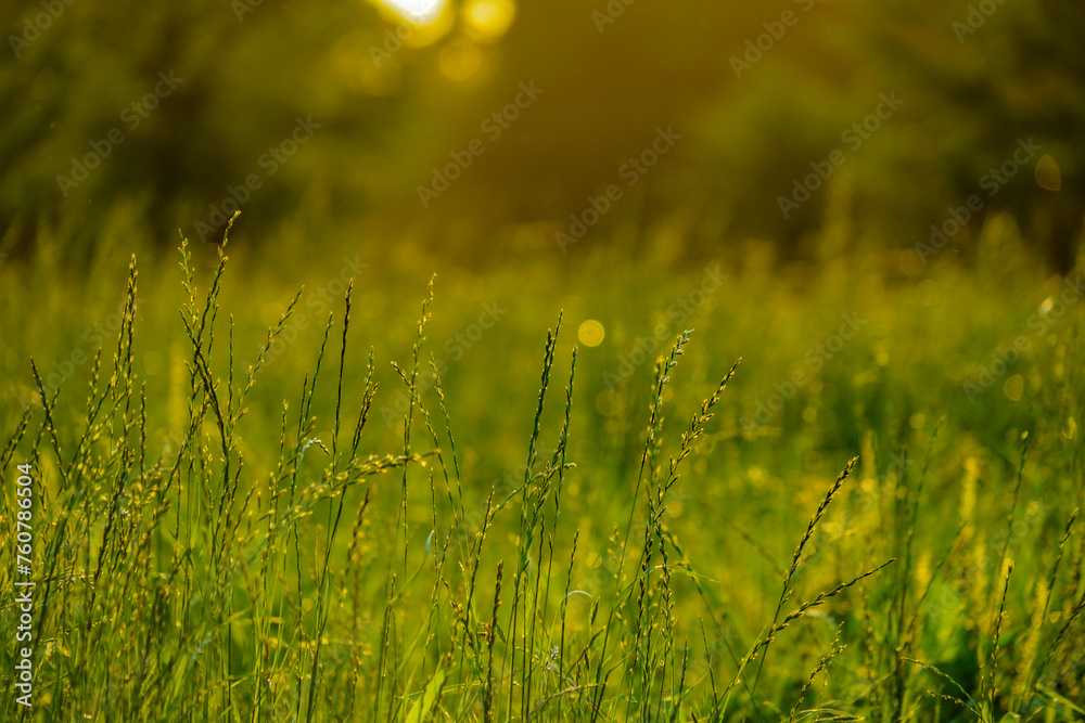 夏の日の草原の輝き