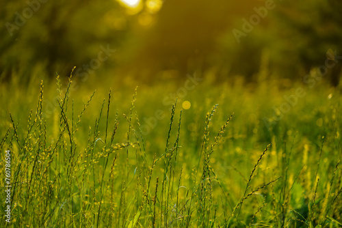 夏の日の草原の輝き © kanzilyou