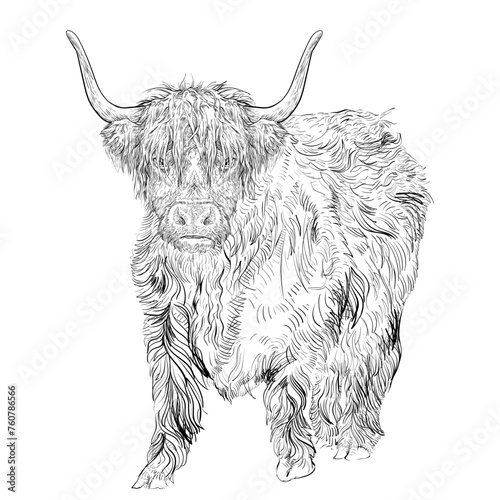 Scottish highland cow drawing sketch hand drawing style  (ID: 760786566)