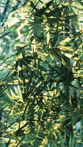 Wallpaper Mural A Serene Symphony of Green: A Close-Up of a Lush Bamboo Tree Torontodigital.ca