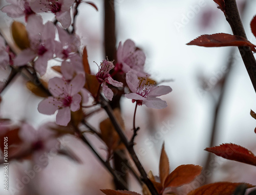 fleurs de prunus