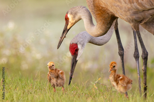 Foto Baby and parent sandhill cranes (Grus canadensis) looking cute together during spring in Sarasota, Florida