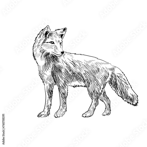 Fox hand drawing illustration sketch (ID: 760788391)
