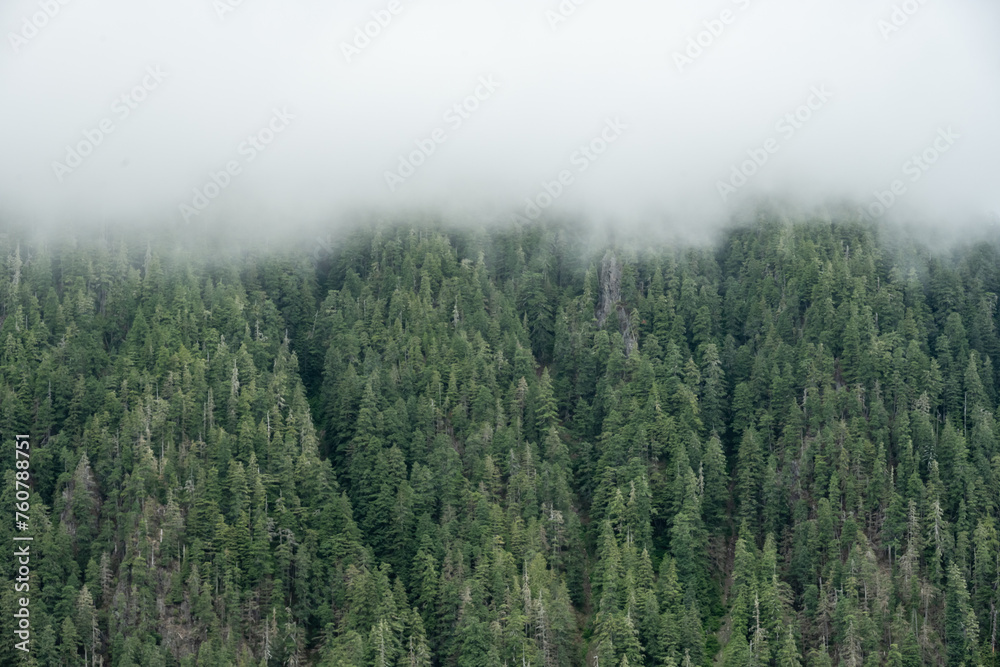 Low Clouds Hnag Over Forested Hillside With Avalanche Shoots