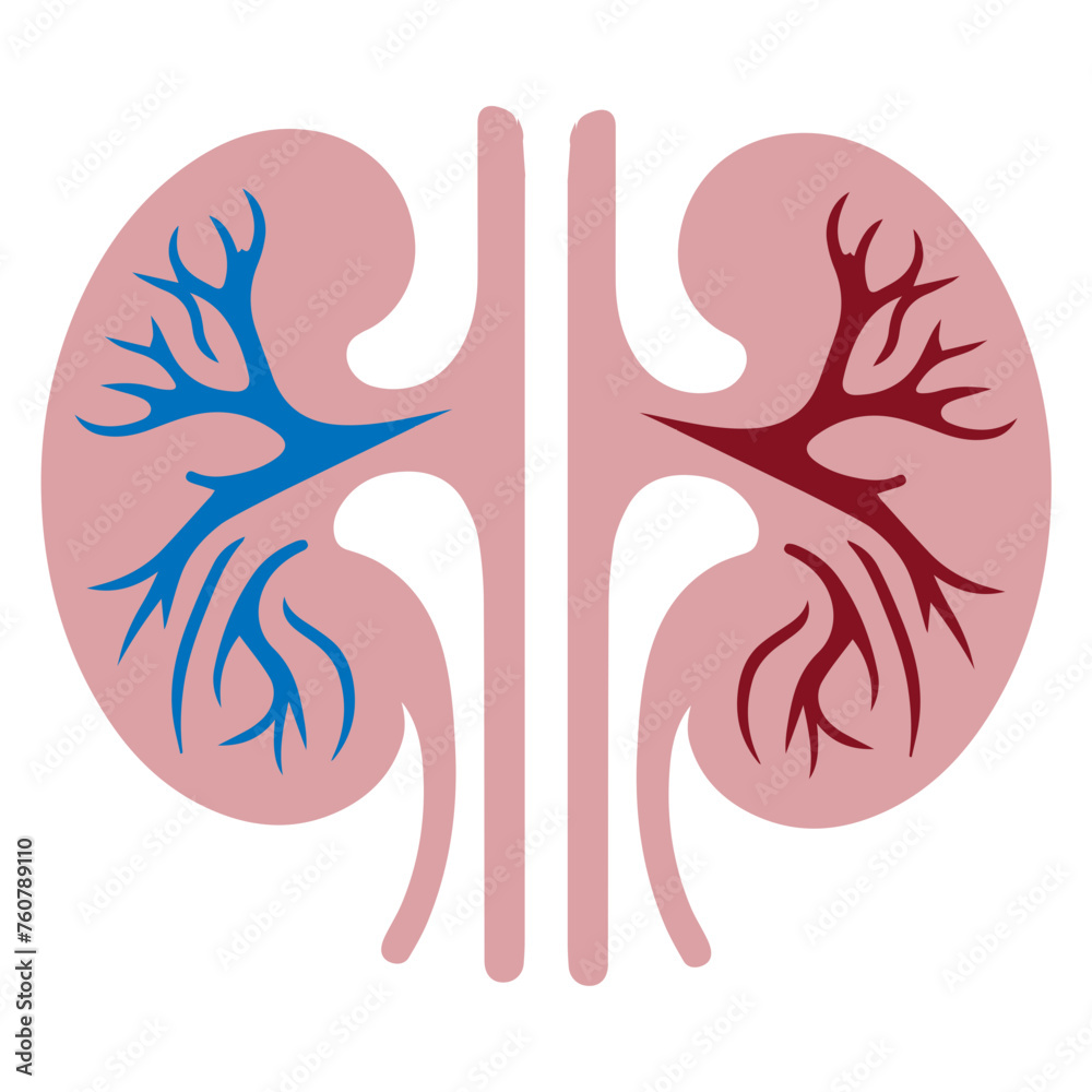 Kidney human anatomy organs