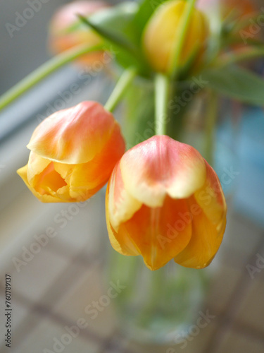 saison des tulipes