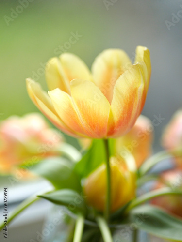 belle tulipe
