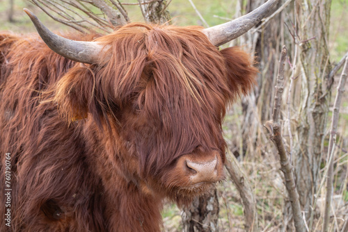 A young scottish highland cattle closeup © A