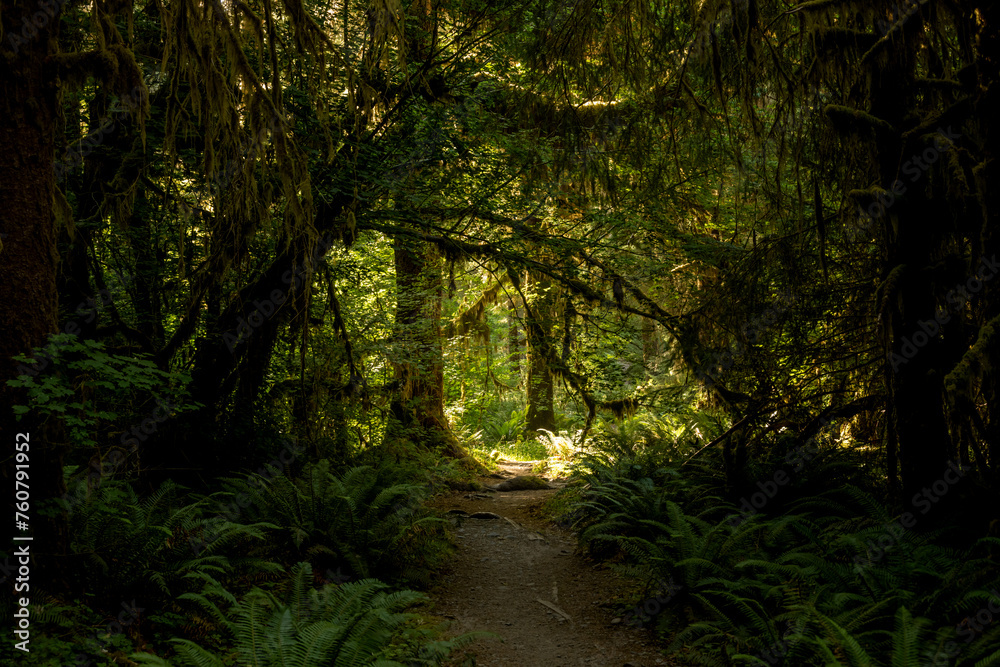 Fototapeta premium Mossy Branches Arch Over The Dark Hoh River Trail