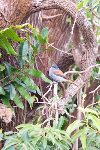 A photo of Mascarene paradise flycatcher photo