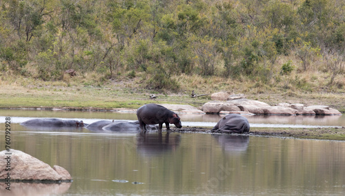 A group of hippo