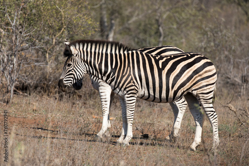 A photo of Zebra