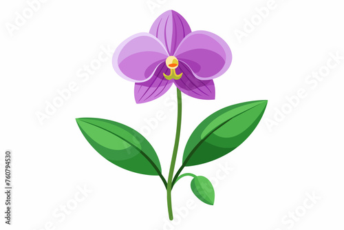  Orchid flower with stem and dark green leaves  vector art illustration