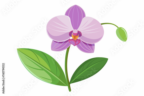  Orchid flower with stem and dark green leaves  vector art illustration