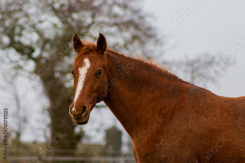 portrait of a chestnut horse, Image shows a 18 year old Greenwing gelding horse enjoying his retirement in the fields