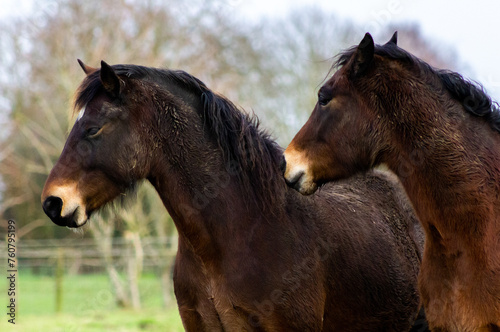 Fototapeta Naklejka Na Ścianę i Meble -  Two Greenwing welsh cob section D bay horses both looking to the left of the camera in their field on a Norfolk farm