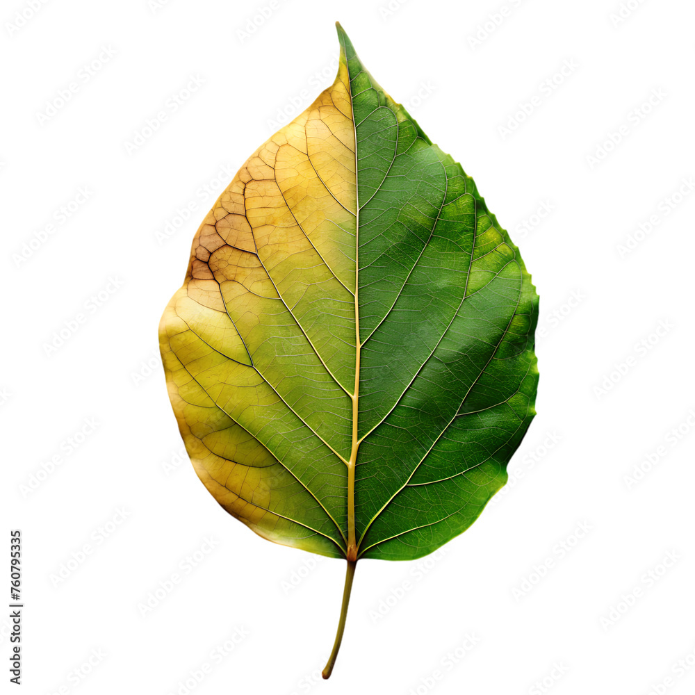 Obraz premium leaf transparent psd