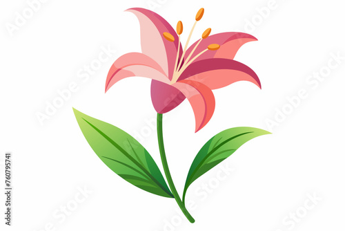  Lily flower with stem and dark green leaves, vector art illustration