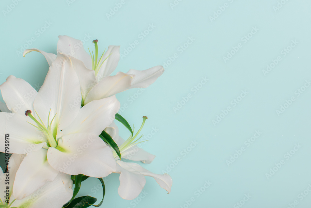 Two white lilies on a light blue background. Happy birthday. copy space
