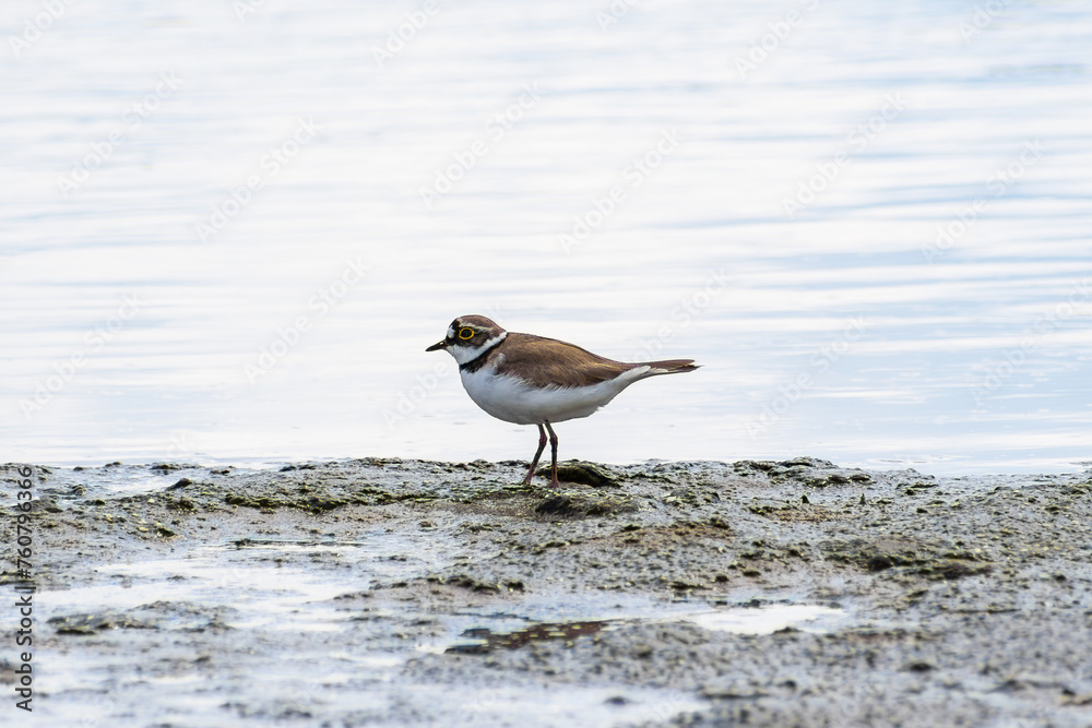 Charadrius dubius.Little ringed plover in natural habitat. On the shore next to the river Charadrius dubius.Little ringed plover in natural habitat. On the shore next to the river