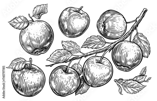 Apple fruit, branch with leaves. Set of sketch apples. Hand drawn engraving style vector illustration